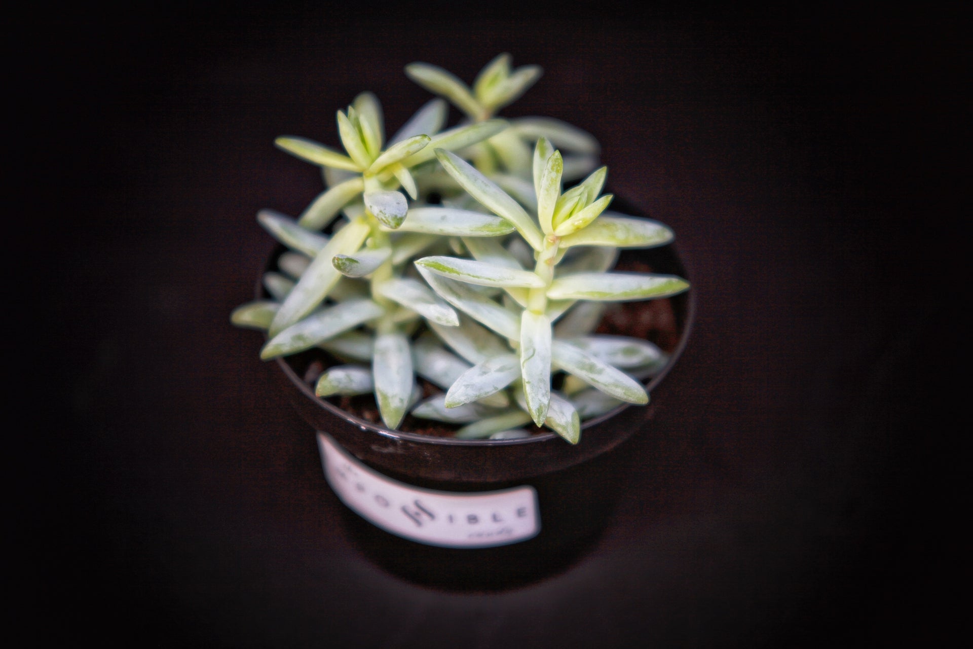 Breakfast Kit - cesta de cafe da manha